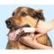 Show in main carousel: Dr. Paws Dog Dental Finger Wipes, 50 count slide 3 of 6