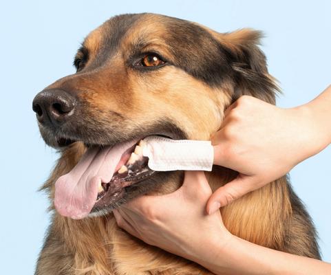 Show full view: Dr. Paws Dog Dental Finger Wipes, 50 count slide 3 of 6