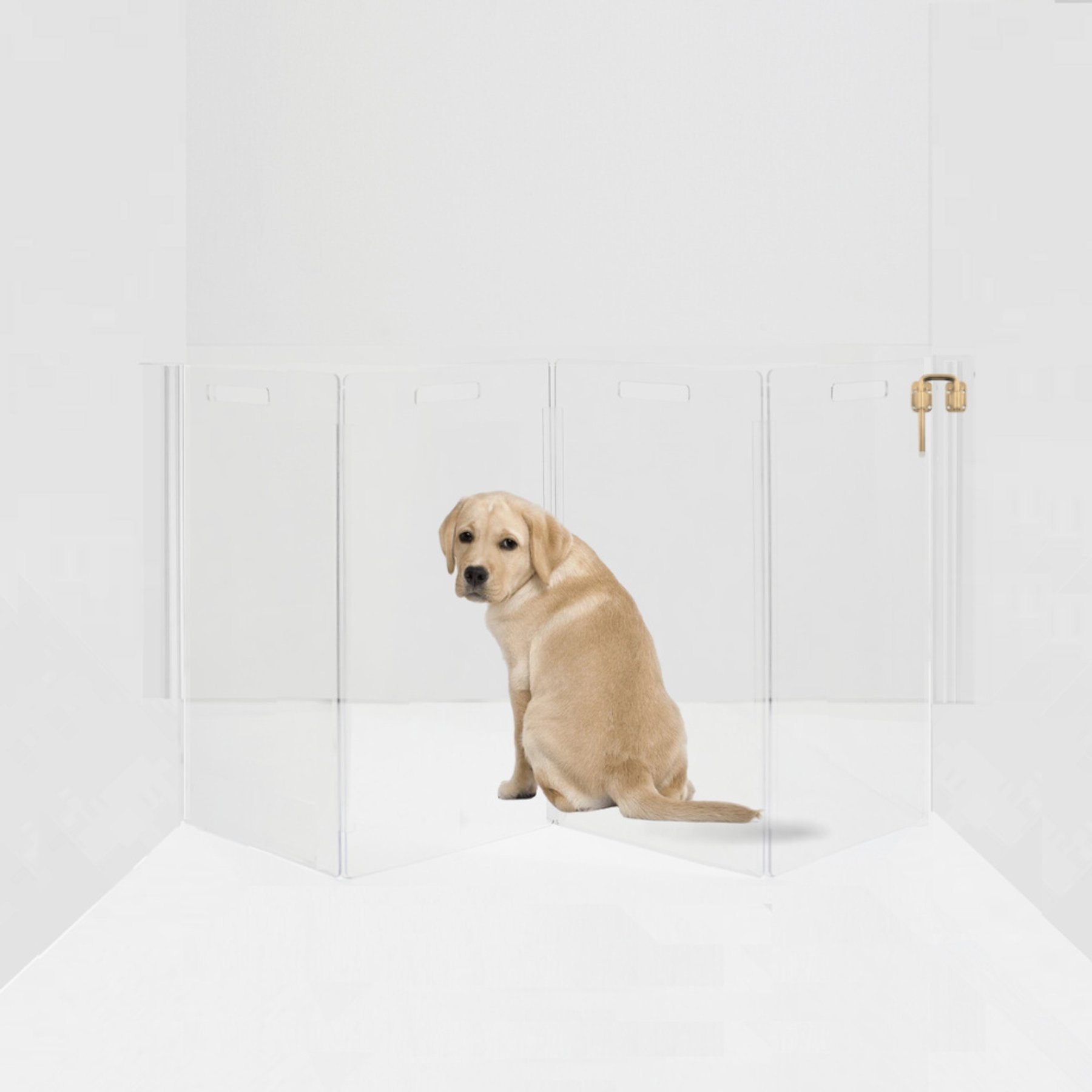 Hiddin Clear Wall Mounted Tall Zig Zag Dog Gate, Clear, Gold, 4-Panel