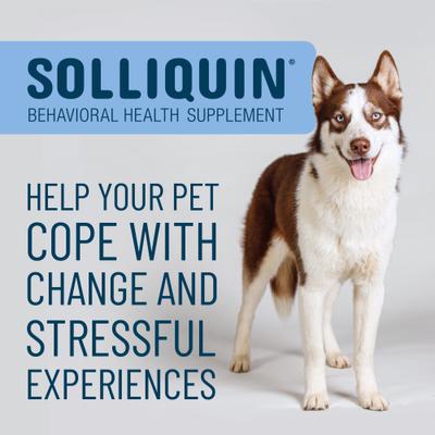 Show full view: Nutramax Solliquin Soft Chew Calming Behavioral Health Supplement for Large Dogs, 75 count slide 4 of 11