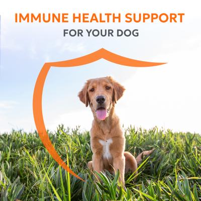 Show full view: Nutramax Imuquin Immune Support Powder Immune Supplement for Dogs, 30 count slide 3 of 11