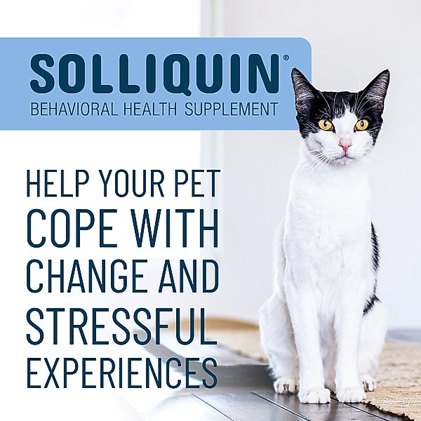 Show full view: Nutramax Solliquin Soft Chew Calming Behavioral Health Supplement for Small/Medium Dogs & Cats, 75 count slide 3 of 11