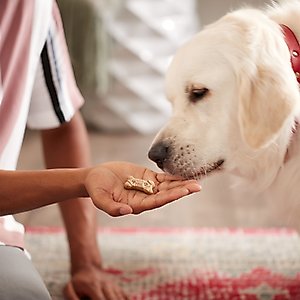 Milk-Bone Dipped Biscuits Baked with Real Peanut Butter Dog Treats, 32-oz bag