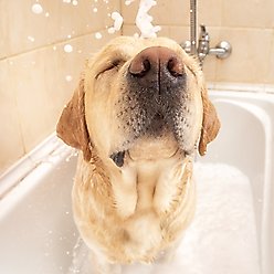 Pure and Natural Pet 4-IN-1 Daily Dog Shampoo, 16-fl oz bottle slide 2 of 2