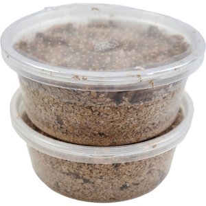 Josh's Frogs Giant Mealworms Live Feed Reptile Food, 500 count