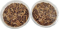 Josh's Frogs Giant Mealworms Live Feed Reptile Food, 500 count slide 2 of 9