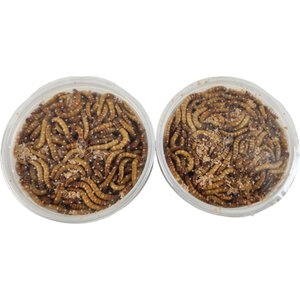 Josh's Frogs Giant Mealworms Live Feed Reptile Food, 500 count