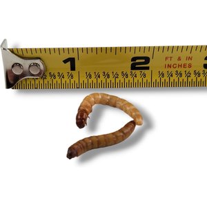 Josh's Frogs Giant Mealworms Live Feed Reptile Food, 500 count