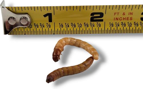 Show full view: Josh's Frogs Giant Mealworms Live Feed Reptile Food, 500 count slide 6 of 10