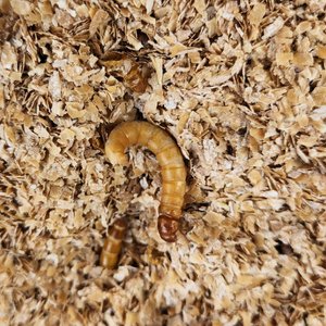Josh's Frogs Giant Mealworms Live Feed Reptile Food, 500 count