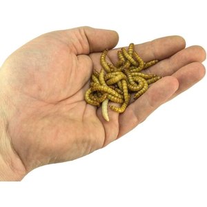 Josh's Frogs Giant Mealworms Live Feed Reptile Food, 500 count