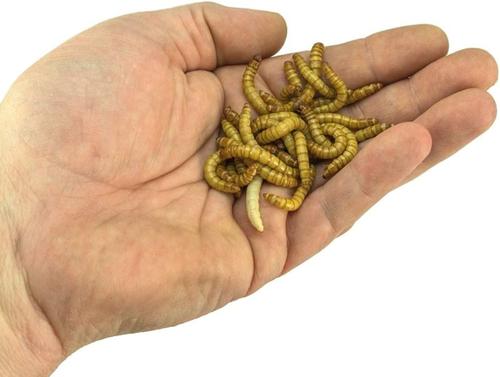 Show full view: Josh's Frogs Giant Mealworms Live Feed Reptile Food, 500 count slide 7 of 10