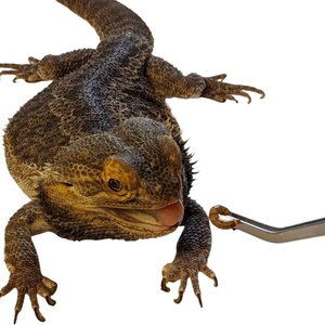 Josh's Frogs Giant Mealworms Live Feed Reptile Food, 500 count