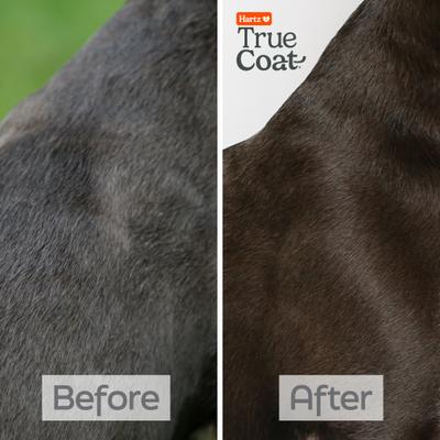 Show full view: Hartz True Coat Short & Smooth Soothes & Shines with Oat Milk, Coconut Oil & Vitamin E Dog Shampoo, 16-fl oz bottle slide 5 of 9