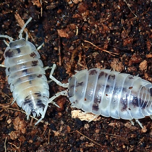 Josh's Frogs Porcellio Laevis 'Dairy Cow' Isopods Live Feed Reptile Food, 10 count