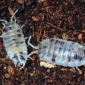 Josh's Frogs Porcellio Laevis 'Dairy Cow' Isopods Live Feed Reptile Food, 10 count