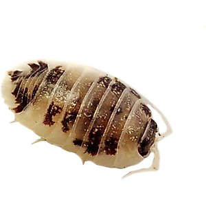 Josh's Frogs Porcellio Laevis 'Dairy Cow' Isopods Live Feed Reptile Food, 10 count