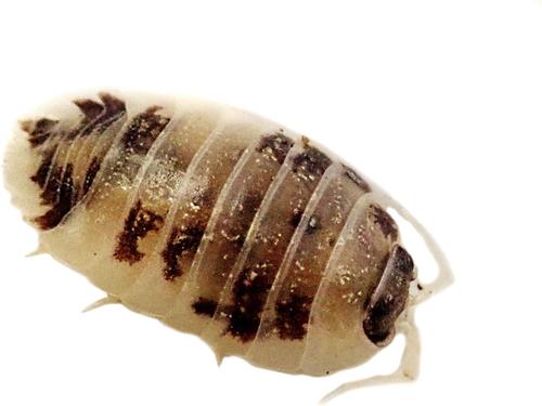 Show full view: Josh's Frogs Porcellio Laevis 'Dairy Cow' Isopods Live Feed Reptile Food, 10 count slide 6 of 10