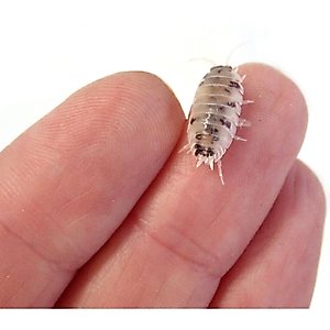 Josh's Frogs Porcellio Laevis 'Dairy Cow' Isopods Live Feed Reptile Food, 10 count