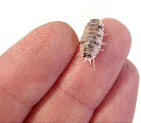 Show full view: Josh's Frogs Porcellio Laevis 'Dairy Cow' Isopods Live Feed Reptile Food, 10 count slide 8 of 10