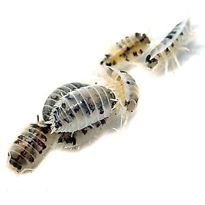 Josh's Frogs Porcellio Laevis 'Dairy Cow' Isopods Live Feed Reptile Food, 10 count