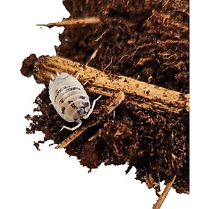 Josh's Frogs Porcellio Laevis 'Dairy Cow' Isopods Live Feed Reptile Food, 10 count