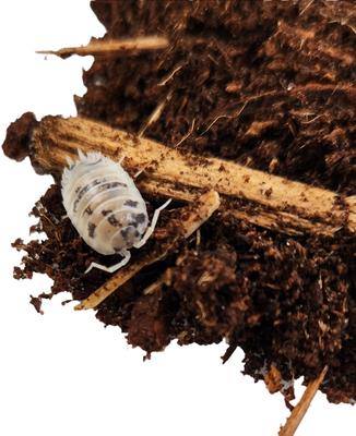 Show full view: Josh's Frogs Porcellio Laevis 'Dairy Cow' Isopods Live Feed Reptile Food, 10 count slide 4 of 10