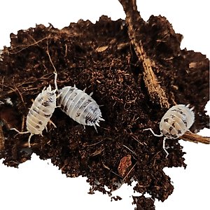 Josh's Frogs Porcellio Laevis 'Dairy Cow' Isopods Live Feed Reptile Food, 10 count