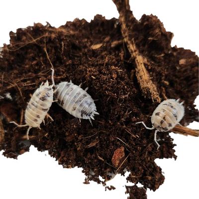 Show full view: Josh's Frogs Porcellio Laevis 'Dairy Cow' Isopods Live Feed Reptile Food, 10 count slide 3 of 10