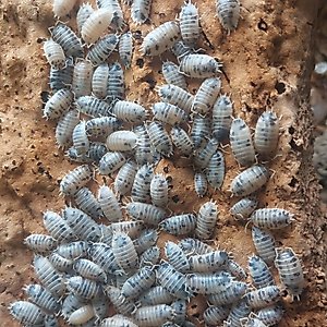 Josh's Frogs Porcellio Laevis 'Dairy Cow' Isopods Live Feed Reptile Food, 10 count