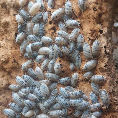 Show full view: Josh's Frogs Porcellio Laevis 'Dairy Cow' Isopods Live Feed Reptile Food, 10 count slide 9 of 10
