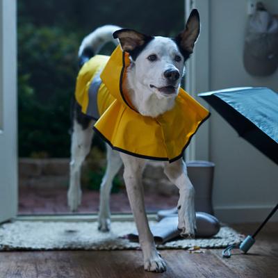 Show full view: Frisco Lightweight Rainy Days Dog Raincoat, Yellow, X-Large slide 7 of 10