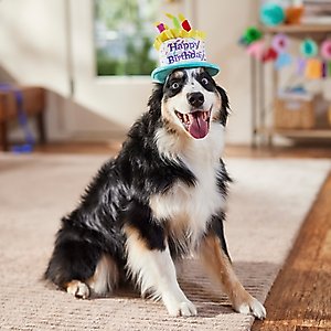 Frisco Birthday Cake Dog & Cat Hat, Medium/Large