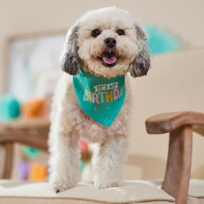 Show full view: Frisco Dog & Cat Birthday Bandana, X-Small/Small slide 4 of 8