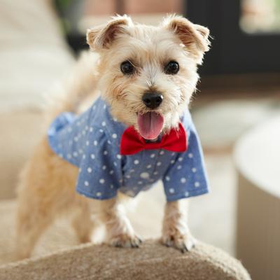 Show full view: Frisco Polka Dot Chambray Dog & Cat Button Up Shirt, Small slide 8 of 10