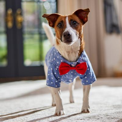 Show full view: Frisco Polka Dot Chambray Dog & Cat Button Up Shirt, Medium slide 9 of 11