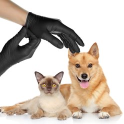 FifthPulse Nitrile Exam Gloves, Black, Large, 150 Count slide 1 of 9