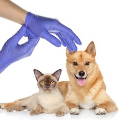 FifthPulse Nitrile Exam Gloves, Violet Blue, Large, 150 Count