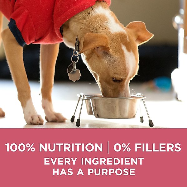 Purina ONE +Plus Adult Skin & Coat Formula Dry Dog Food