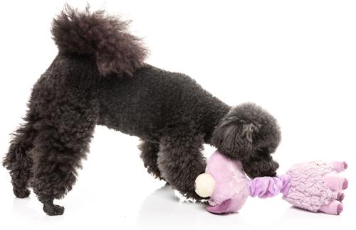 Show full view: FuzzYard Neckita The Llama Squeaky Plush Dog Toy slide 6 of 6