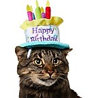 Frisco Birthday Cake Dog & Cat Hat, X-Small/Small