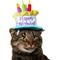 Show in main carousel: Frisco Birthday Cake Dog & Cat Hat, X-Small/Small slide 1 of 8