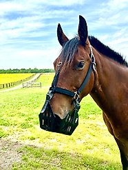GreenGuard Grazing Horse Muzzle, Black, Horse, 5-in