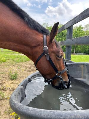 Show full view: GreenGuard Grazing Horse Muzzle, Black, Horse, 5-in slide 5 of 10