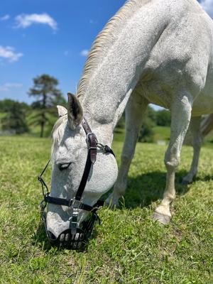 Show full view: GreenGuard Grazing Horse Muzzle, Black, Horse, 5-in slide 6 of 10