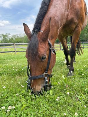 Show full view: GreenGuard Grazing Horse Muzzle, Black, Horse, 5-in slide 7 of 10
