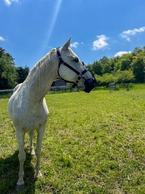 Slider Rope Guard GREENGUARD Grazing Horse Muzzle, Black, Pony, 4-in - Chewy.com