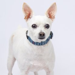 Country Brook Design Deluxe Anchors Away Dog Collar, Blue, Large slide 2 of 7