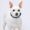 Show in main carousel: Country Brook Design Deluxe Anchors Away Dog Collar, Blue, Medium slide 2 of 7