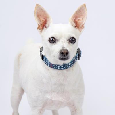 Show full view: Country Brook Design Deluxe Anchors Away Dog Collar, Blue, Medium slide 2 of 7